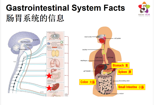 Gastrointestinal System Facts