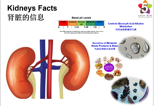 Kidneys Facts