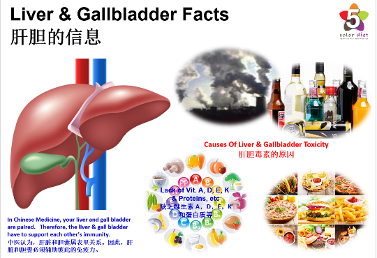 Liver & Gallbladder Facts