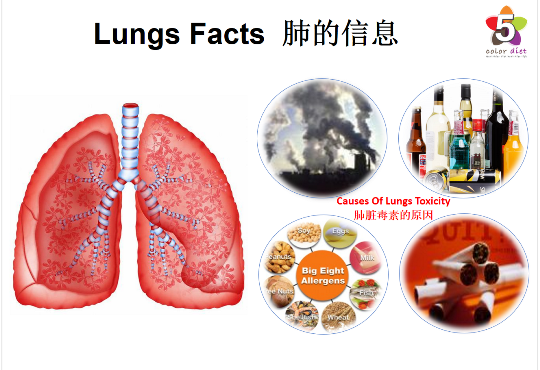 Lungs Facts