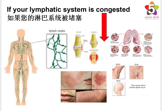 Lymphatic System Facts