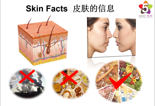 Skin Facts