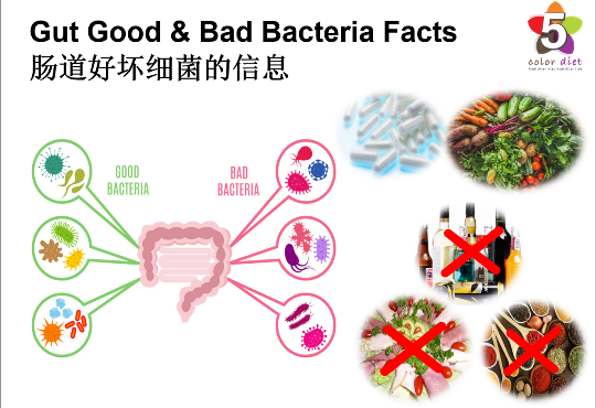 Gut Good & Bad Bacteria Facts